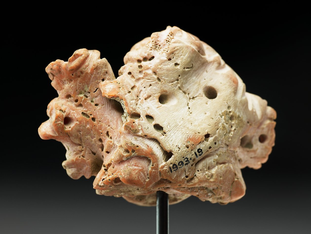 Cabeza de Medusa, de Bactria o Gandhara, siglo II-I a.C. de Unbekannt