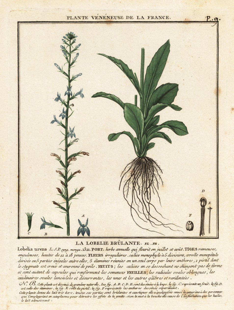 Lobelia del brezo, Lobelia urens. de Unbekannter Künstler