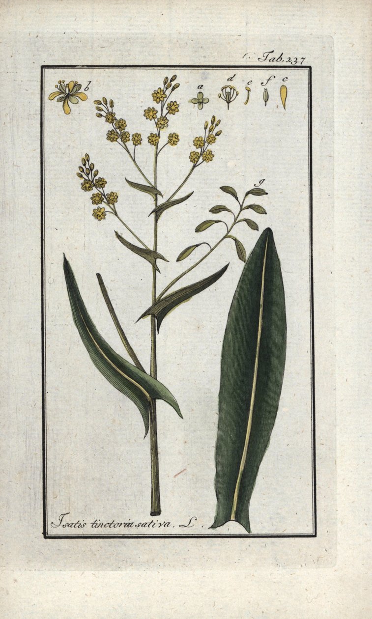 Hierba de San Felipe (Isatis tinctoria sativa). Litografía de "Afbeelding der Artseny-Gewassen" de Johannes Zorn (1739-1799), Países Bajos. de Unbekannter Künstler