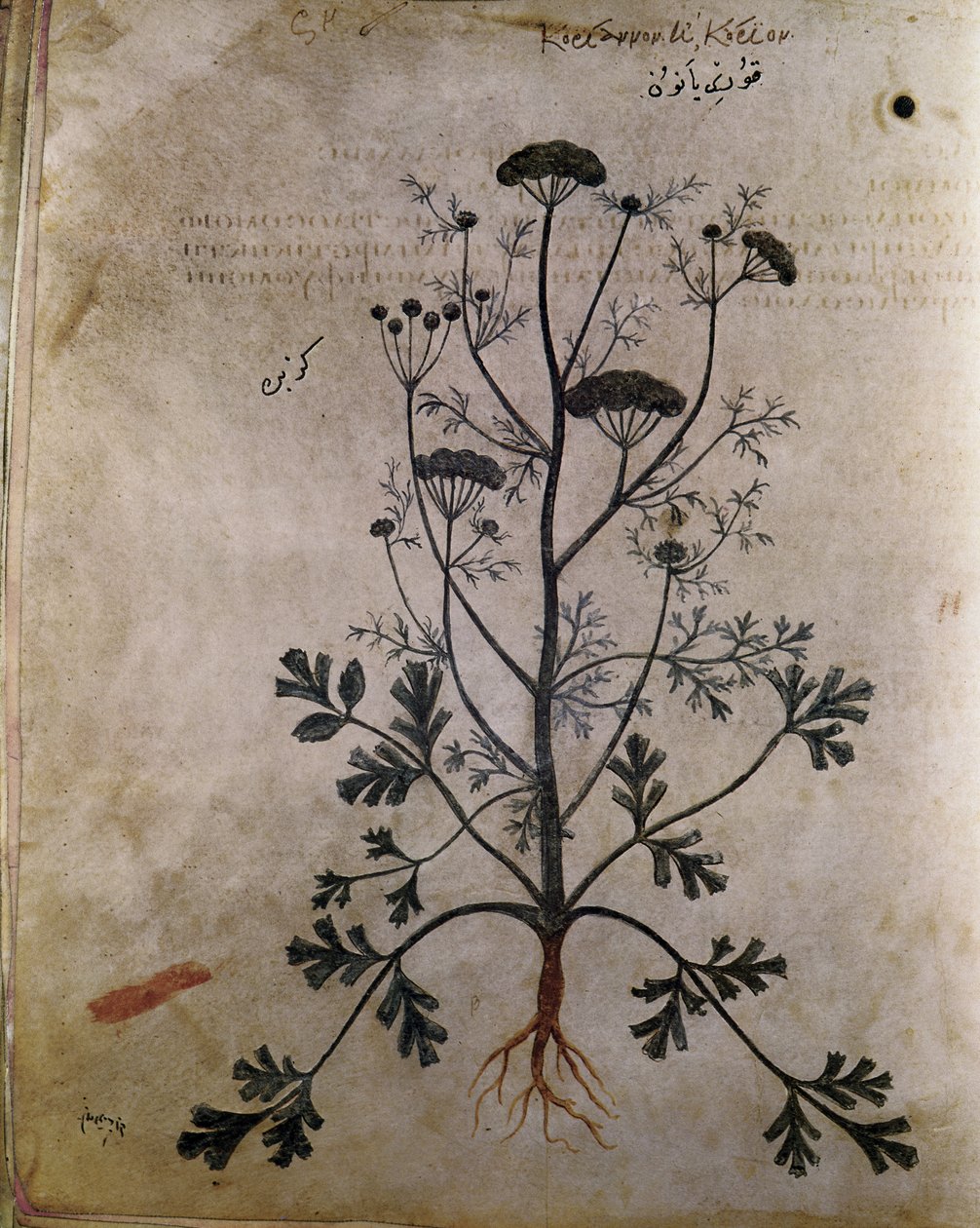 Herbarios Cilantro de Unbekannt
