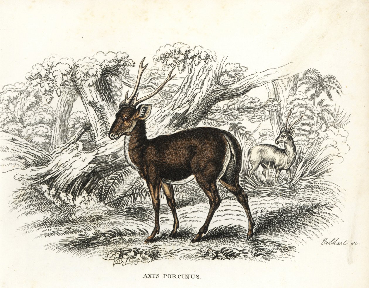 Ciervo porcino, Axis porcinus, en peligro de extinción. Litografía coloreada a mano de Gebhart de la Galería de Historia Natural de Georg Friedrich Treitschke, Naturhistorischer Bildersaal des Thierreiches, Liepzig-1842. de Unbekannter Künstler
