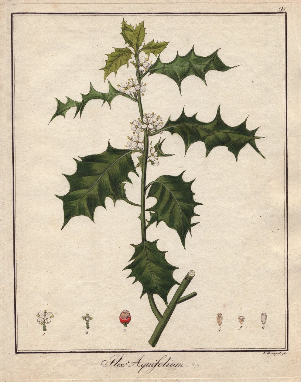 Acebo. Grabado en cobre coloreado, en Botanique Medicinale (publicado en Berlín, Alemania de Unbekannter Künstler