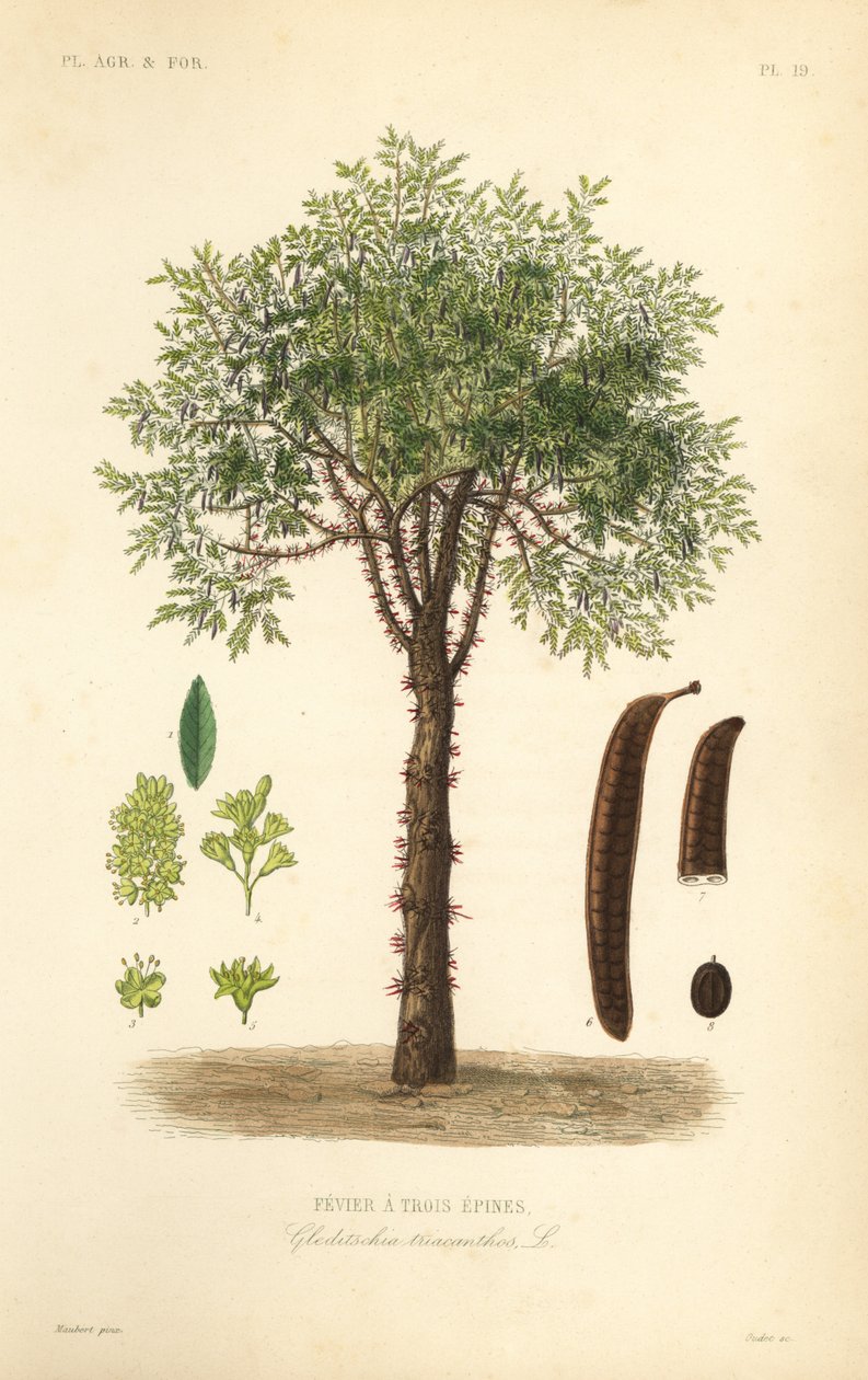 Acacia de tres espinas, Gleditsia triacanthos de Unbekannt