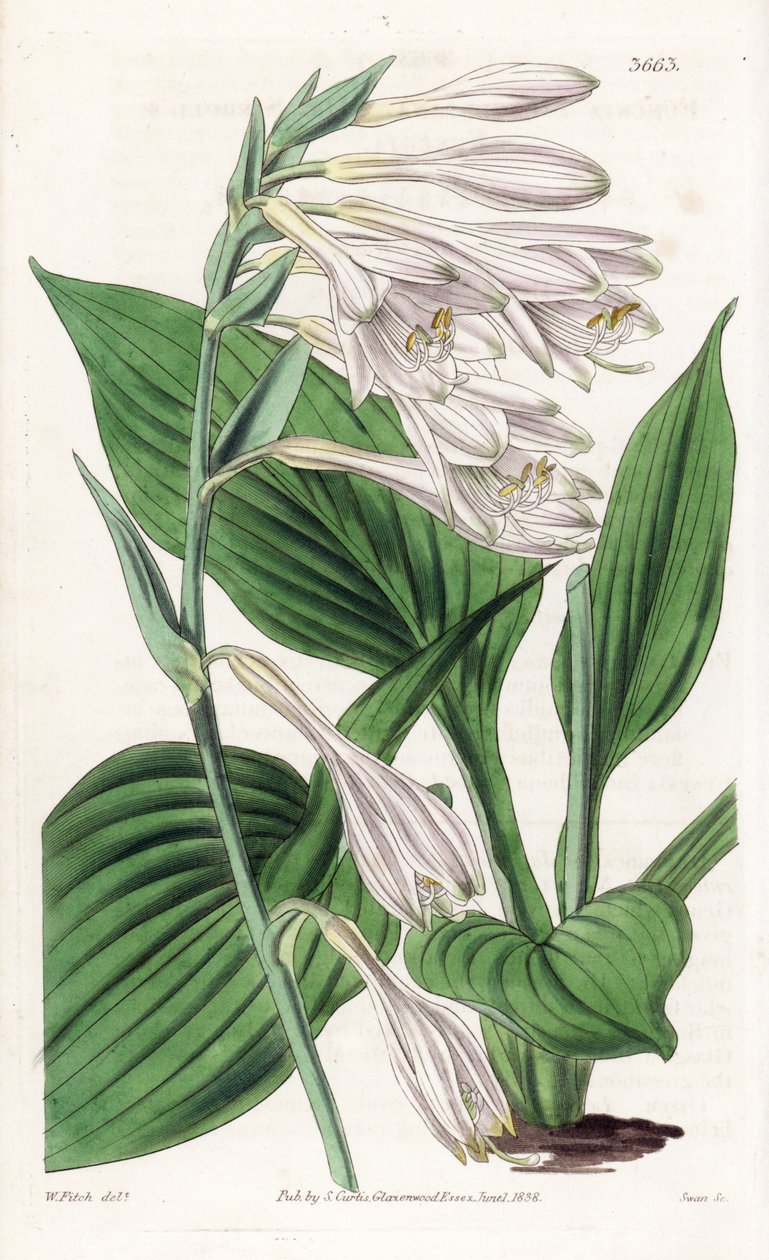 Hosta de Japón - Hosta sieboldii (Dr. Siebold