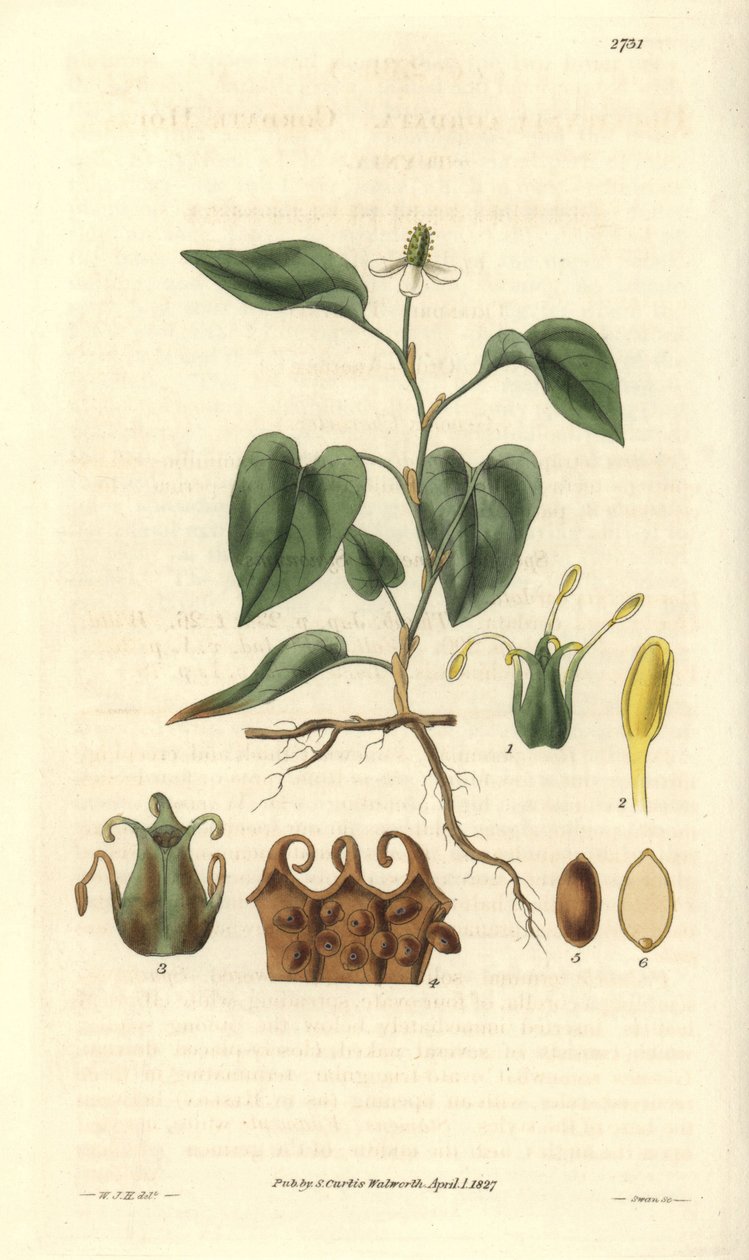 Houttuynia tiene flores blancas, con detalles de frutos, pistilo y etaminas. Variedad originaria de Asia. Ilustración de Wiliam Jackson Hooker (1785-1865), botánico y escritor británico, profesor de la Universidad de Glasgow (Escocia) y editor de Curtis