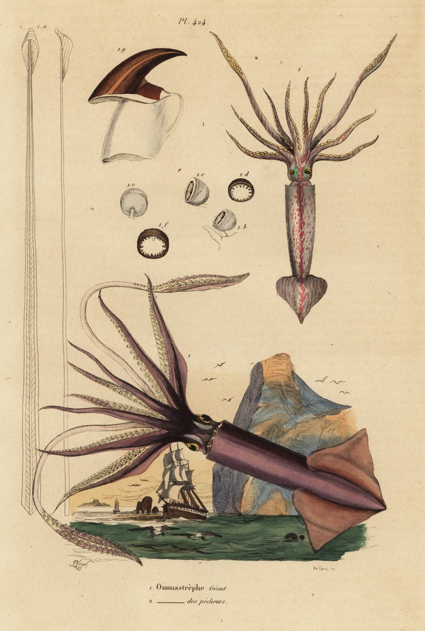 Calamar de Humboldt, Dosidicus gigas, y calamar volador europeo, Todarodes sagittatus de Unbekannt