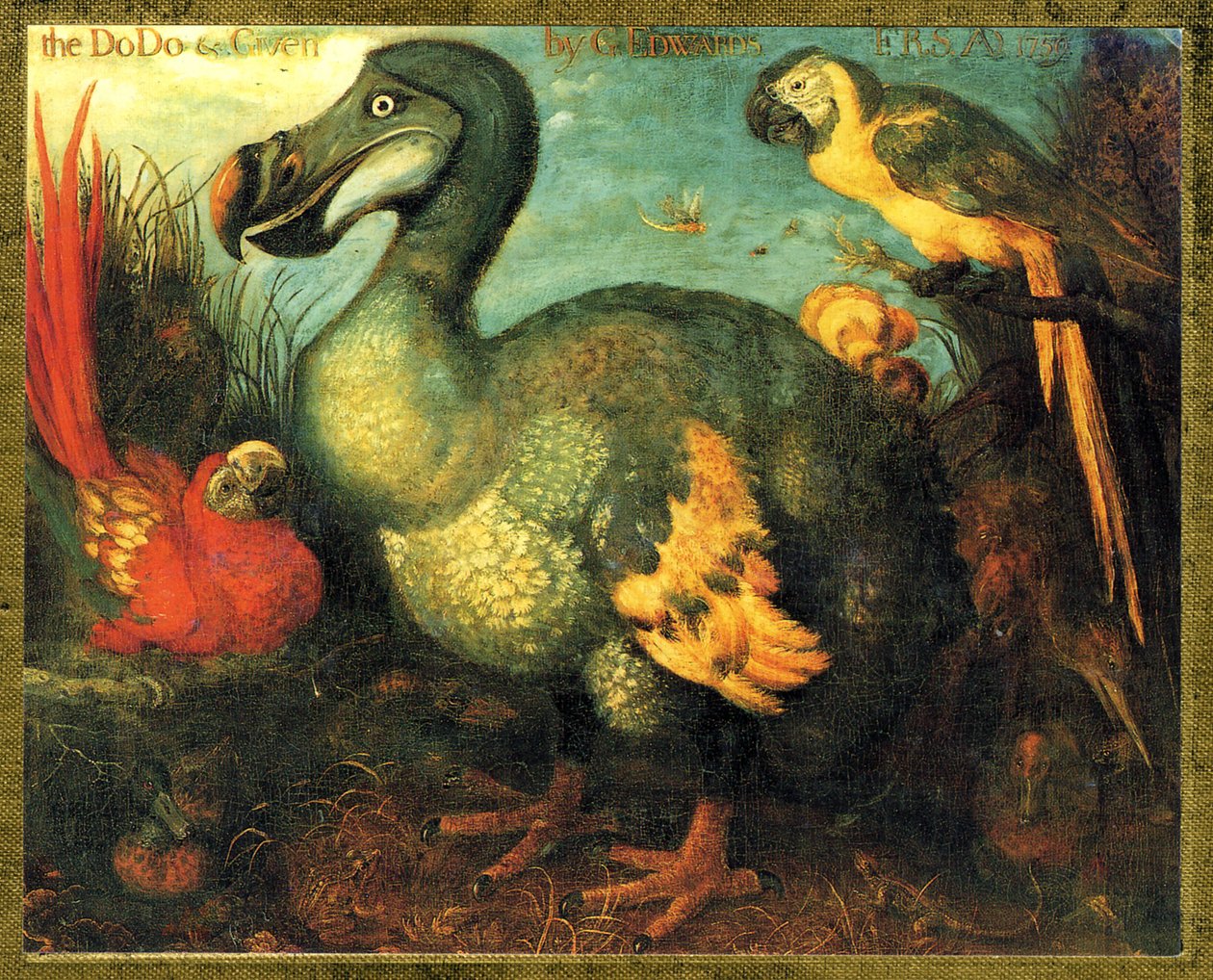 Ilustración/Raphus cucullatus/Dodo de Mauricio/Dronte de Unbekannt