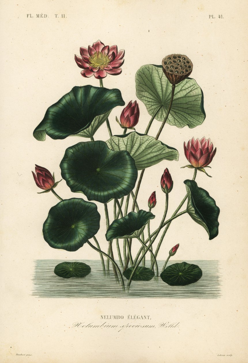 Loto indio, Nelumbo nucifera, Nelumbium speciosum de Unbekannt