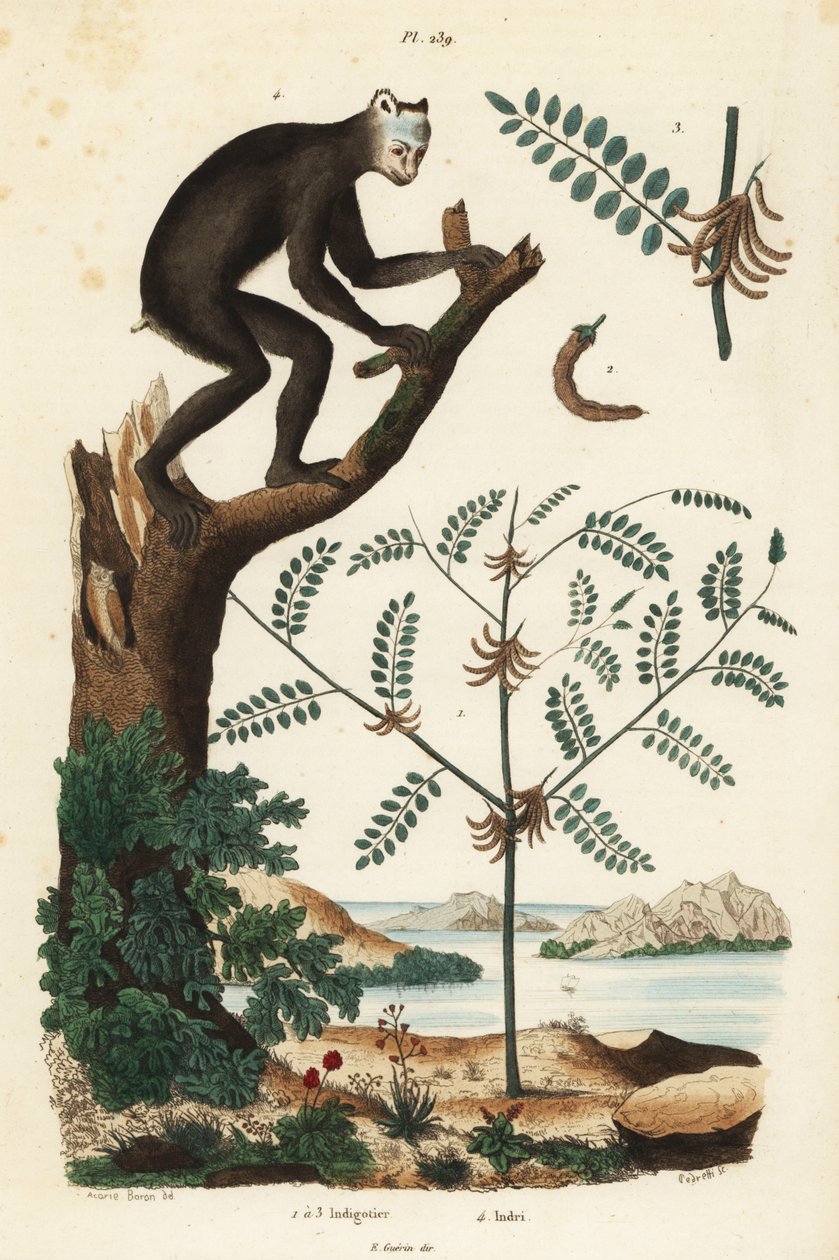 Planta de índigo, Indigofera atropurpurea, y lémur indri o babakoto, Indri indri, críticamente en peligro de Unbekannt