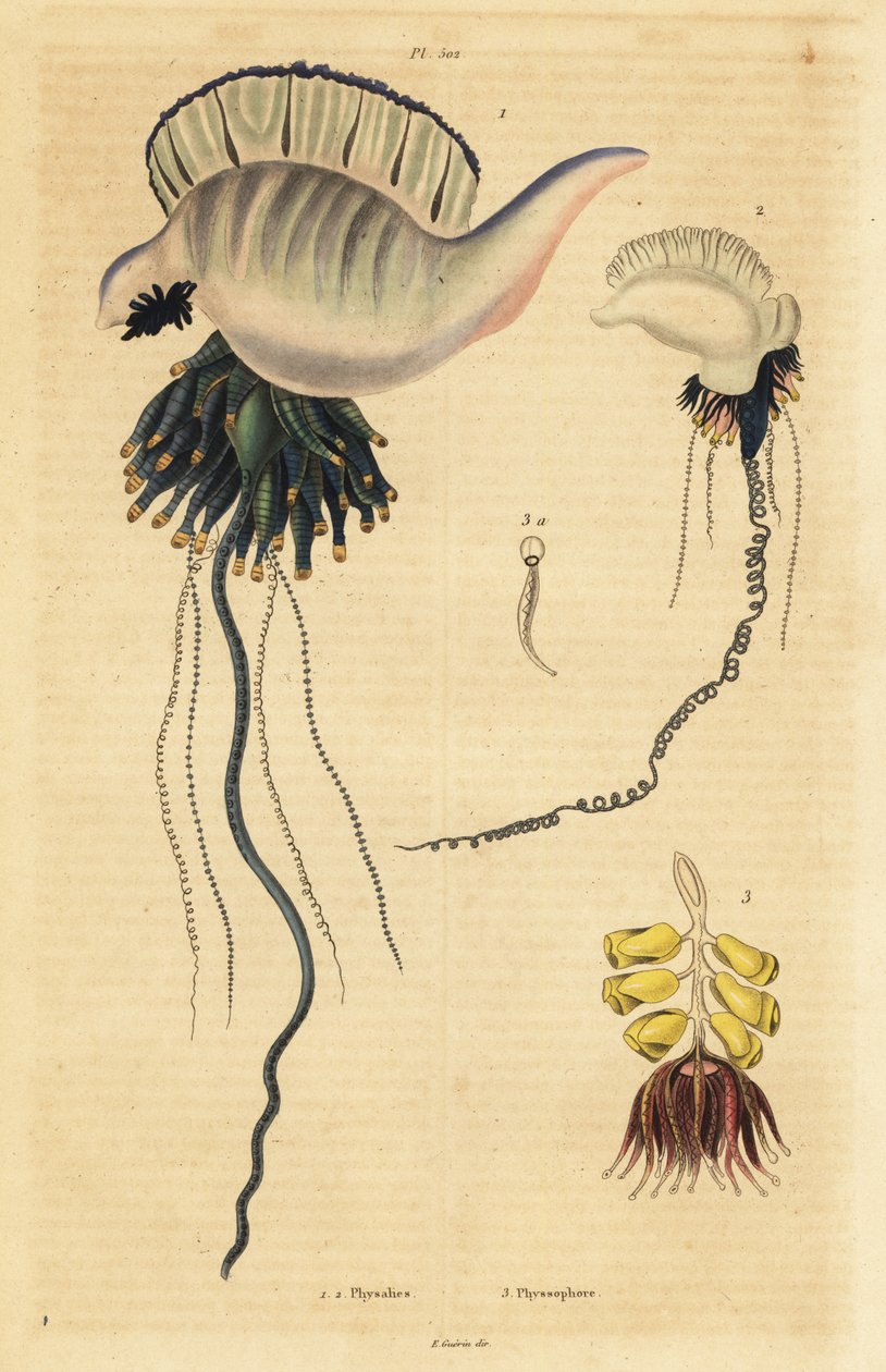 Carabela portuguesa del Indo-Pacífico, Physalia utriculus 1, carabela de las Azores, Physalia physalis 2, y sifonóforo, Physsophora disticha 3 de Unbekannt