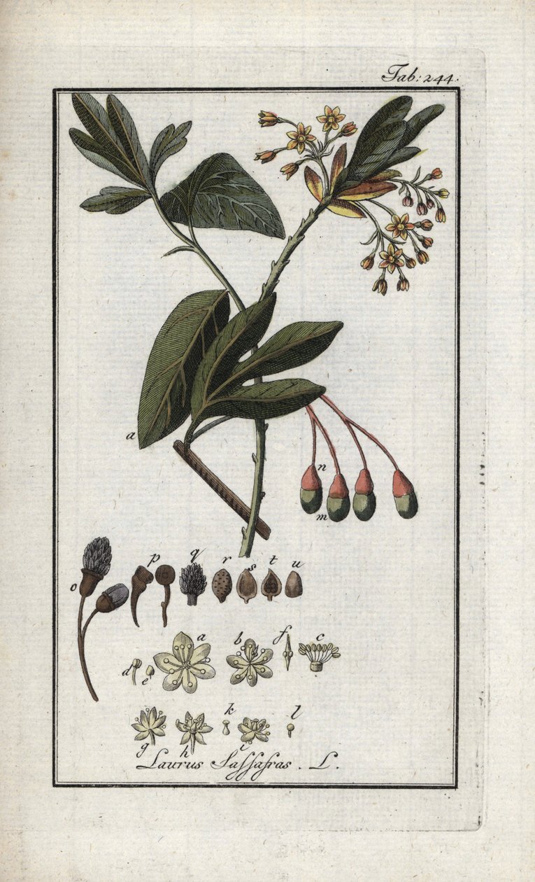 Laurel iroqués (Sassafras albidum). Litografía de "Afbeelding der Artseny-Gewassen" de Johannes Zorn (1739-1799), Países Bajos. de Unbekannter Künstler