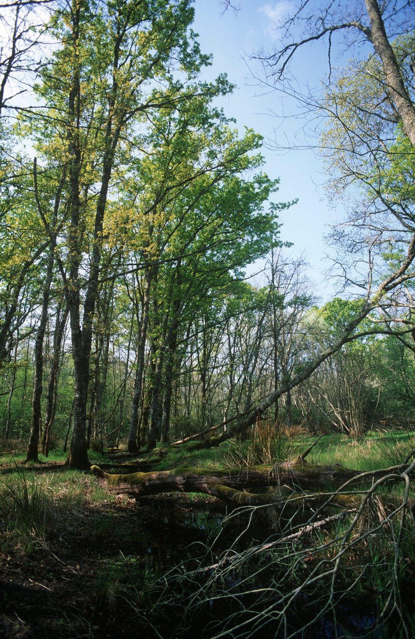 Italia, Región del Lacio, Parque Nacional del Circeo, estanque en la Reserva de la Biosfera de William M. Timlin