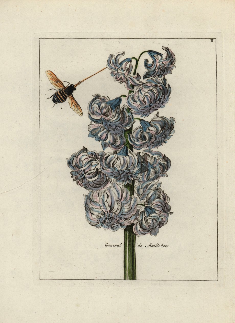Jacinto (o jacinto), variete general de Maillebois, con una abeja - Litografía atribuida a Paul Theodor van Brussel (1754-1795), autor de la portada bouquet, o A.Bres., influenciado por Nicolas Robert (1614-1685), publicada en "Nederlandsch Bloemwerk" (Dut de Unbekannter Künstler