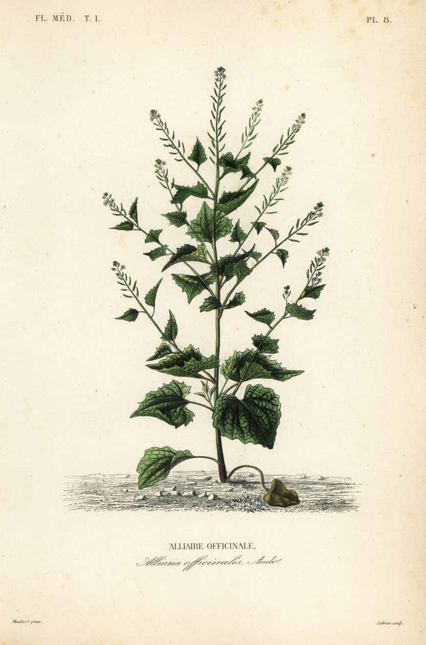 Ajo de oso o mostaza de ajo, Alliaria petiolata, Alliaria officinalis, Alliaire officinale de Unbekannt