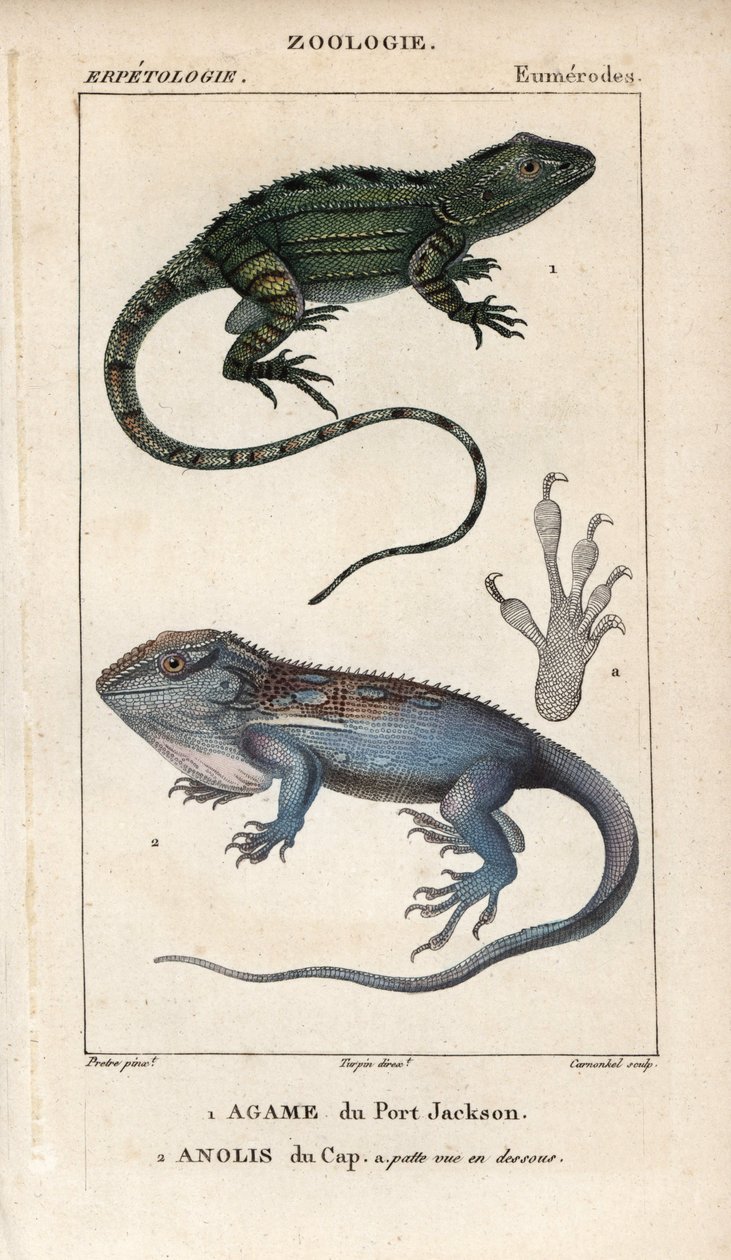 Jacky lashtail, Port Jackson agame, Amphibolurus muricatus, y Cape dwarf gecko, Cape anolis, Lygodactylus capensis. Grabado a mano en cobre punteado del "Diccionario de Ciencias Naturales" de Jussieu, 1816-1830. Los volúmenes sobre peces y reptiles de Unbekannter Künstler