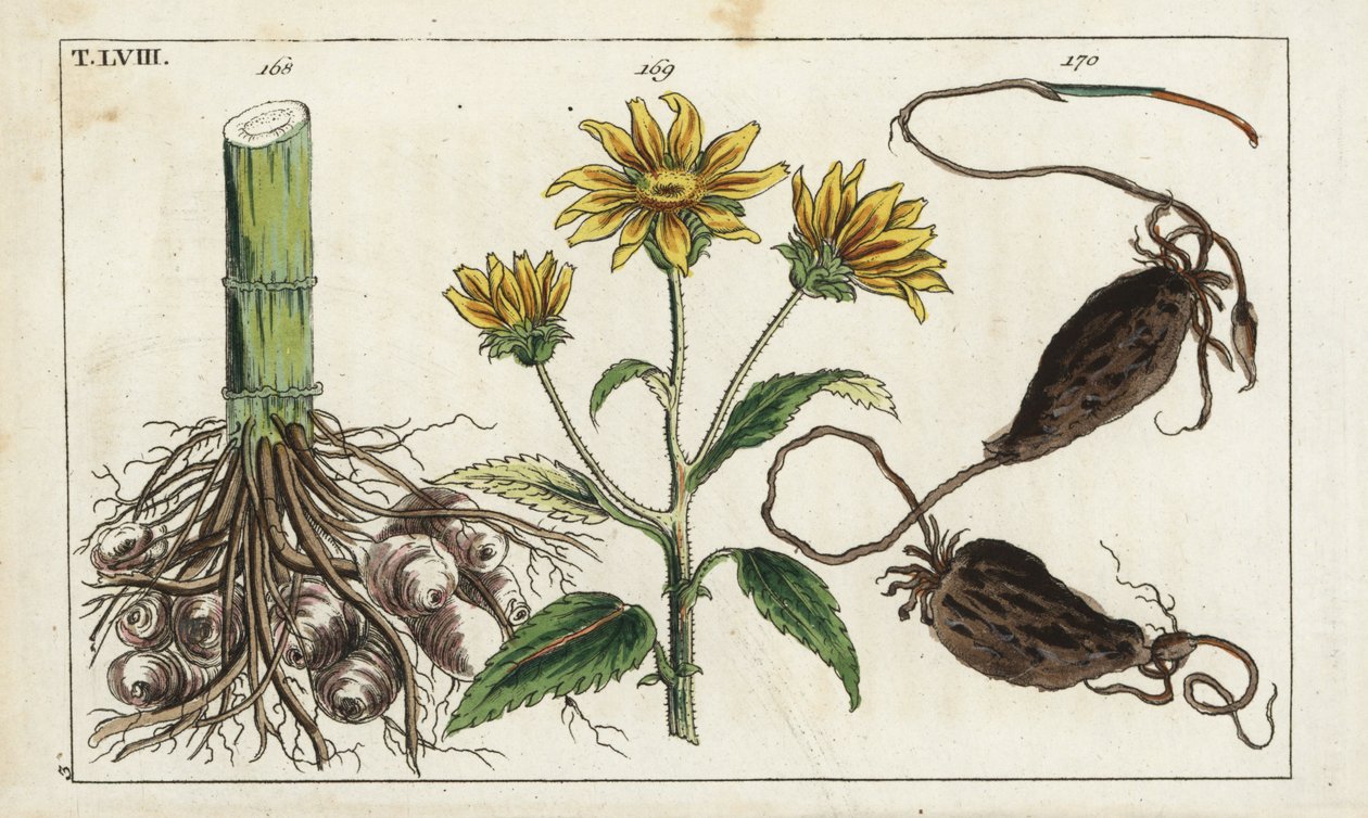 Pataca (alcachofa de Jerusalén), raíz de Helianthus tuberosus de Unbekannter Künstler
