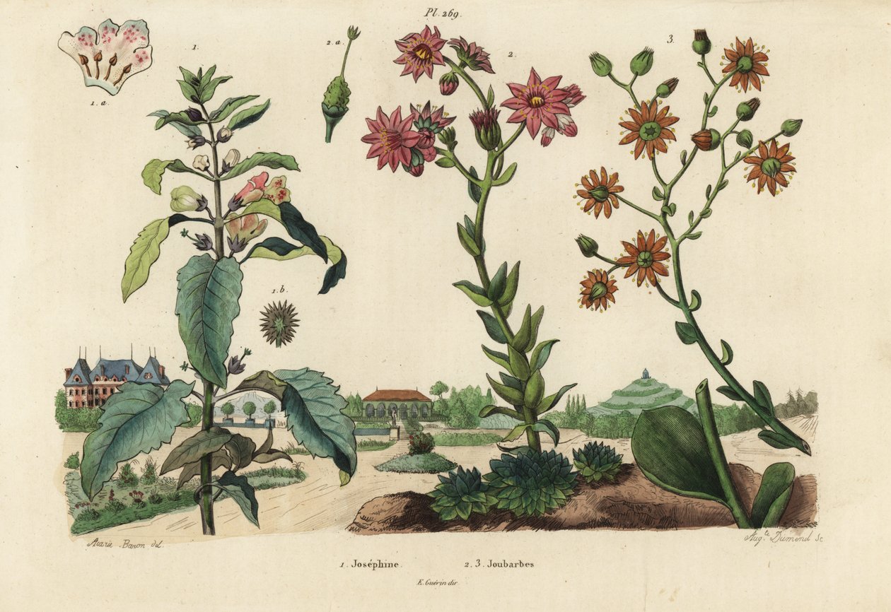 Planta de Josefina, Josephinia imperatricis 1 y crasuláceas, especies de Crassula 2,3 de Unbekannt