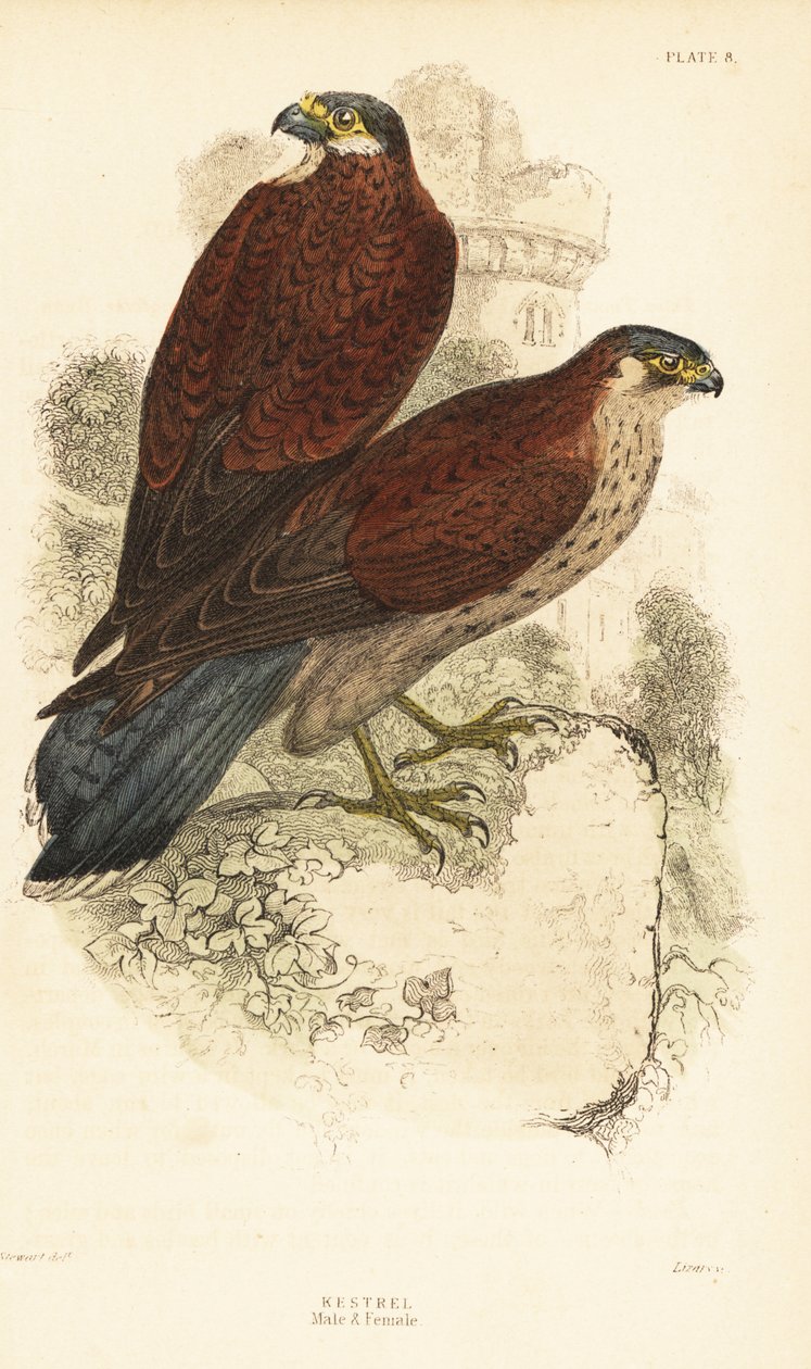 Cernícalo, macho y hembra, Falco tinnunculus, delante de una ruina1889 (grabado) de Unbekannter Künstler