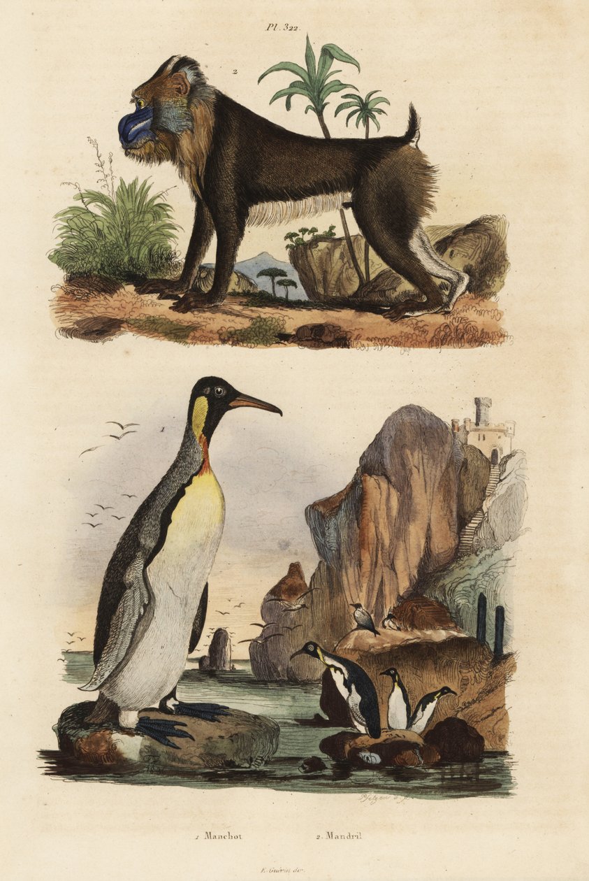 Pingüino rey, Aptenodytes patagonicus, y mandril, Mandrillus sphinx, vulnerable de Unbekannt