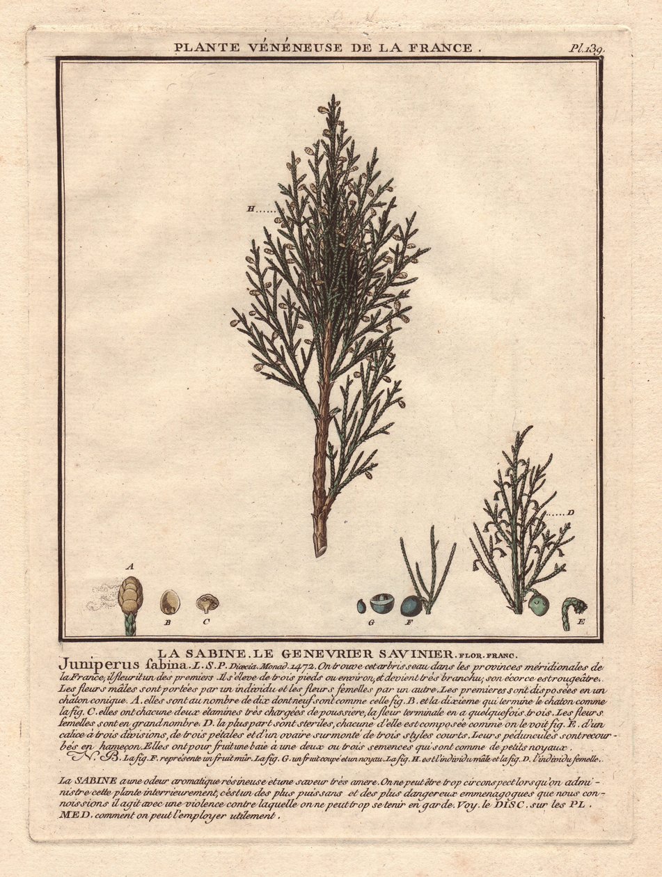 La Sabine, el Savinier Juniperus fabina. Planta venenosa, descripción de una rama masculina (centro) y femenina (izquierda), con detalles de frutos en diferentes estados de madurez. Eau forte en couleurs Siglo XVIII, en Herbier de la France (1780-1793), di de Unbekannter Künstler
