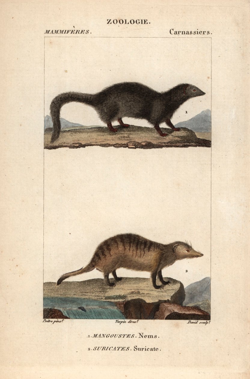 La mangouste et le suricate - Eau forte de Jean Gabriel Pretre (1780-1845), grabado por Carnonkel, para el diccionario de ciencias naturales: mamíferos de Frederic Cuvier, editado por Pierre Jean Francois Turpin (1775-1840), publicado por F.G.Levrault, a P de Unbekannter Künstler