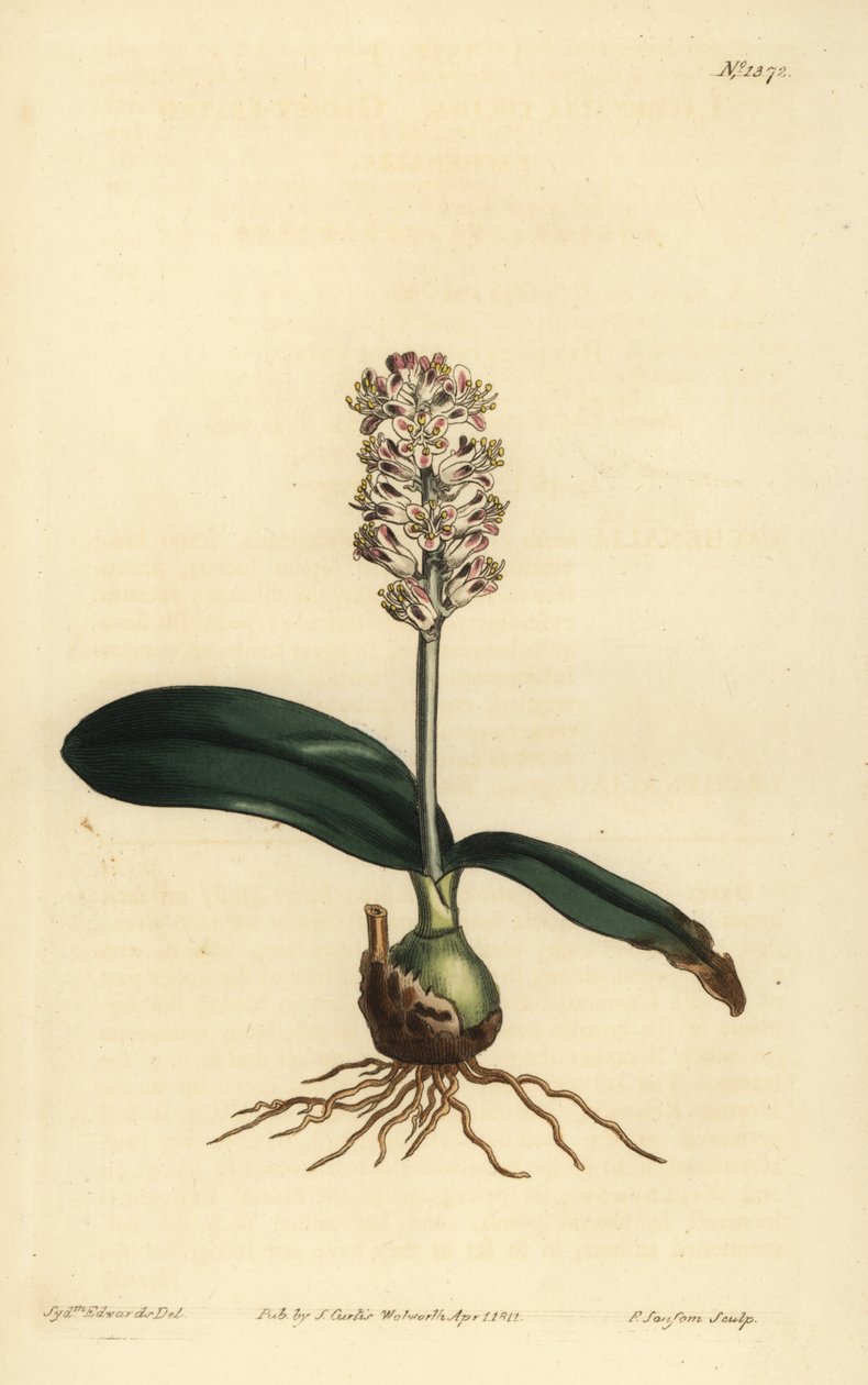 Lachenalia pálida, Lachenalia lucida de Unbekannt
