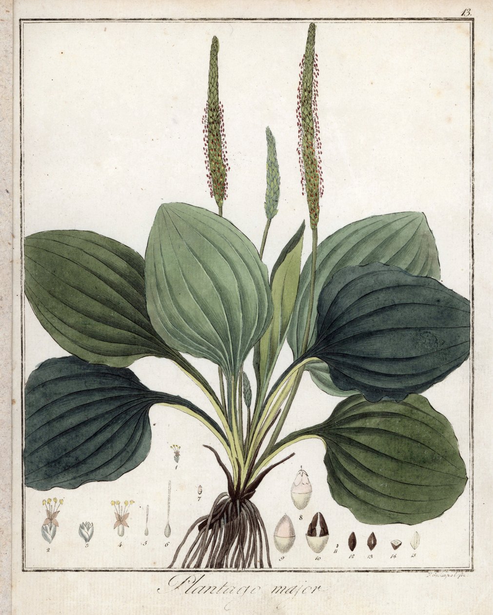 Llantén grande o llantén mayor (o llantén de los pájaros) - Litografía de F. Guimpel, extraída de la botánica médica de Friedrich Gottlob Haynes (1763-1832), Berlín. de Unbekannter Künstler