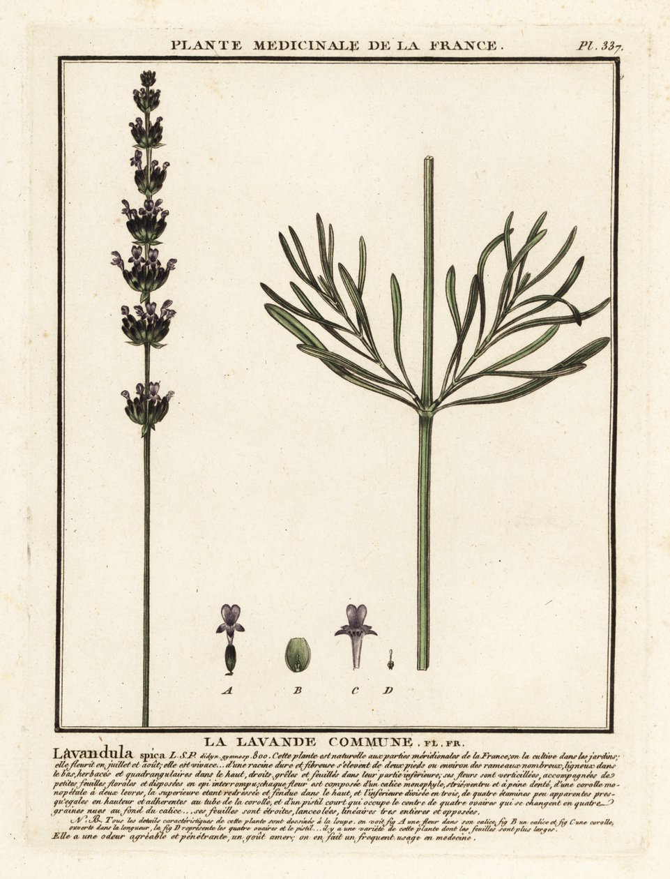 Lavanda, Lavandula angustifolia. de Unbekannter Künstler