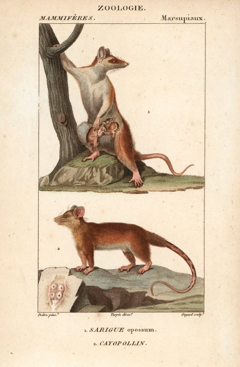 Le sarigue ou opossum et le cayopollin - Eau forte de Jean Gabriel Pretre (1780-1845), grabado por Carnonkel, para el diccionario de ciencias naturales: mamíferos de Frederic Cuvier, editado por Pierre Jean Francois Turpin (1775-1840), publicado por F.G.Le de Unbekannter Künstler