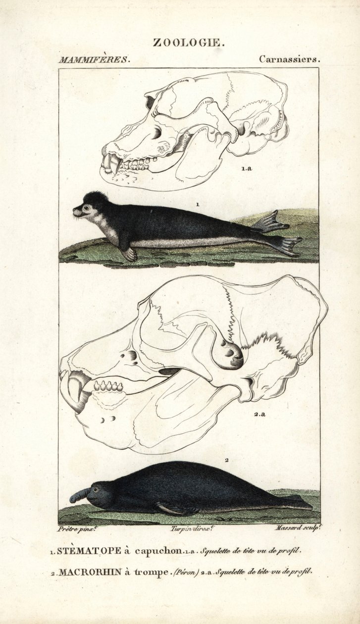 Le stematope à capuchon et le macrorhin a trompe ou elephant de mer - Eau forte de Jean Gabriel Pretre (1780-1845), grabado por Carnonkel, para el diccionario de ciencias naturales: mamíferos de Frederic Cuvier, editado por Pierre Jean Francois Turpin (177 de Unbekannter Künstler