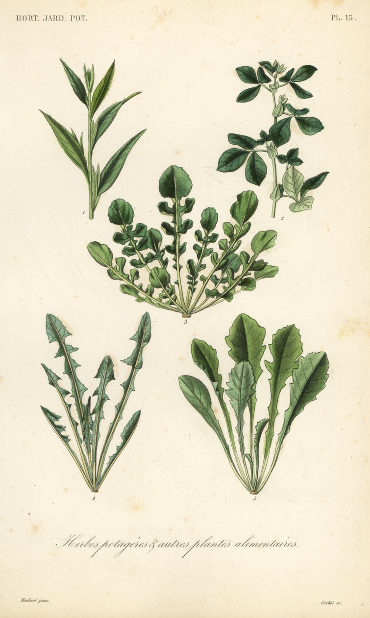 Hortalizas de hoja de Unbekannt