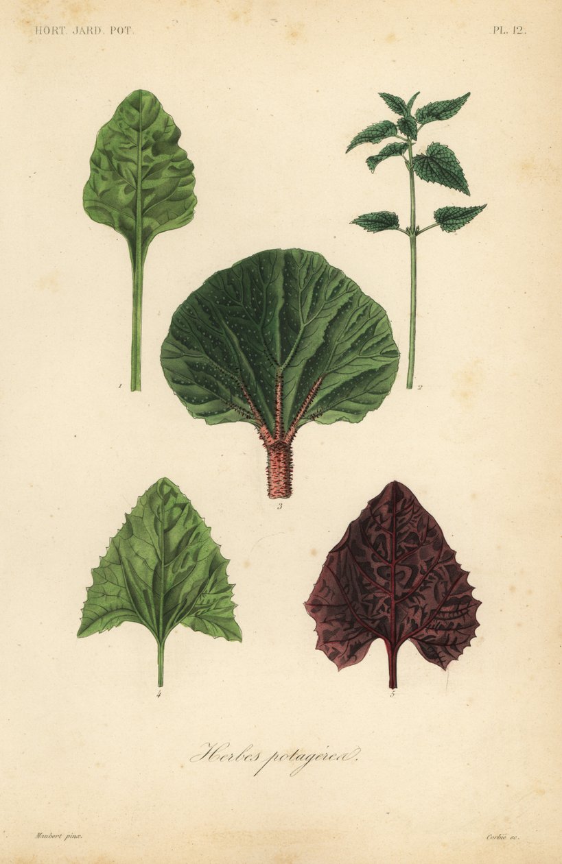 Verduras de hoja de Unbekannt
