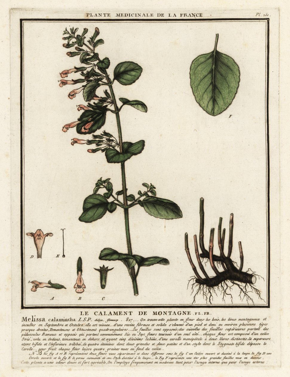 Calaminta menor, Clinopodium nepeta. de Unbekannter Künstler