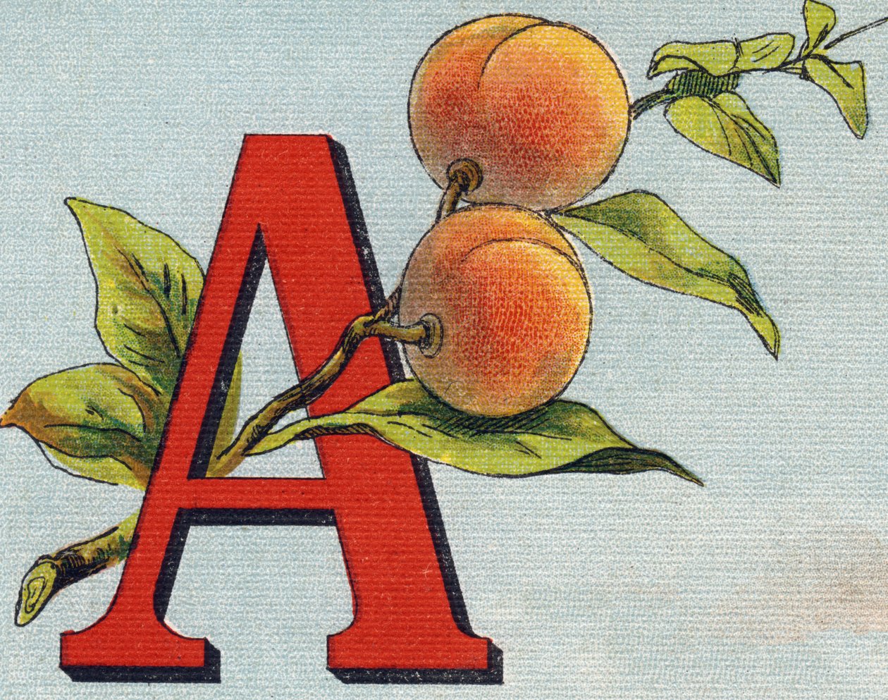Letra A: albaricoque. Grabado en "Alphabet de ma petite fille". Bernardin-Bechet y Fils, libreros-editores, París, alrededor de 1895. Álbum irrompible en lienzo. Bibliothèque des Bébés. 12 páginas. Álbum que contiene un método de lectura y un abecedario il de Unbekannt