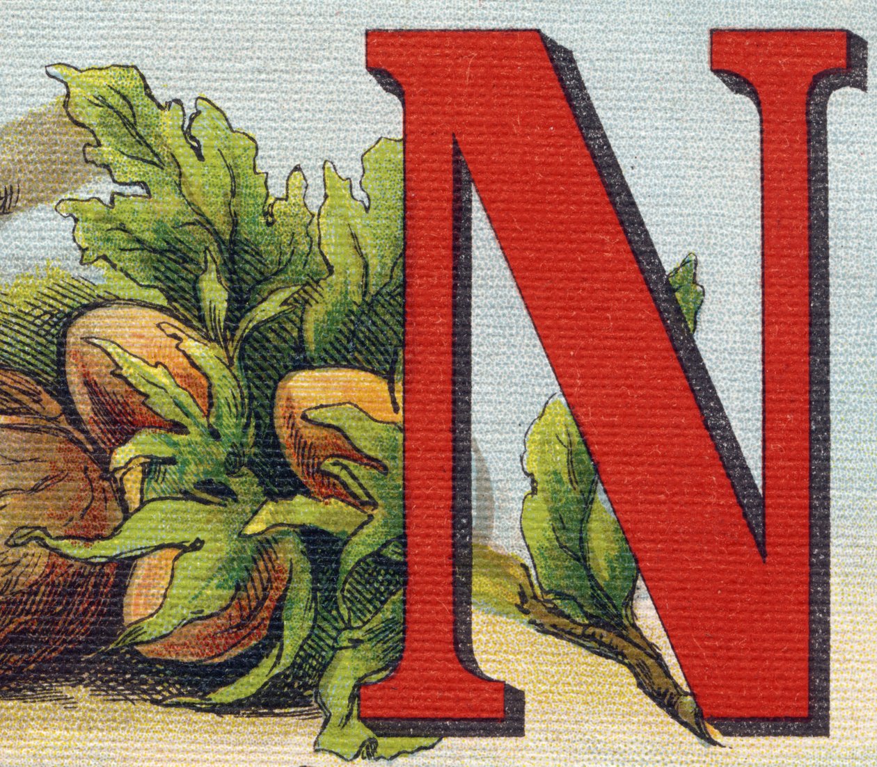 Letra N: avellanas. Grabado en "Alphabet de ma petite fille". Bernardin-Bechet y Fils, libreros-editores, París, alrededor de 1895. Álbum irrompible en lienzo. Bibliothèque des Bébés. 12 páginas. Álbum que contiene un método de lectura y un abecedario ilus de Unbekannt