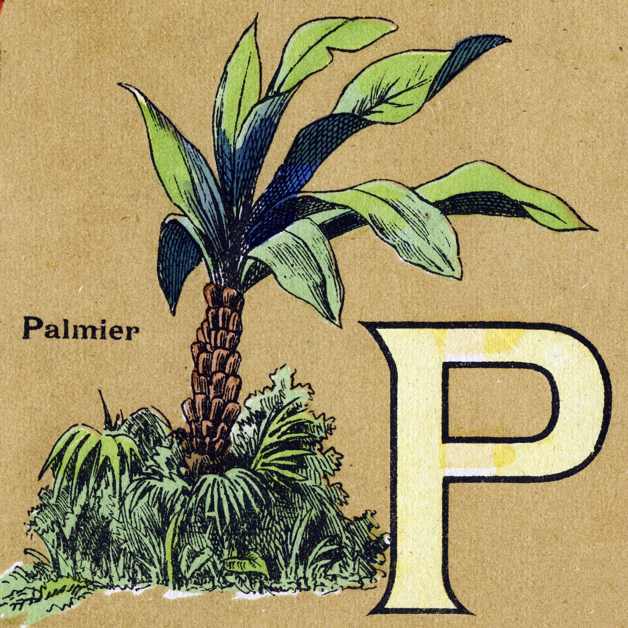 Letra P como palmera. Alfabeto ilustrado. Imágenes reunidas en Jarville-Nancy, principios del siglo XX. de Unbekannt