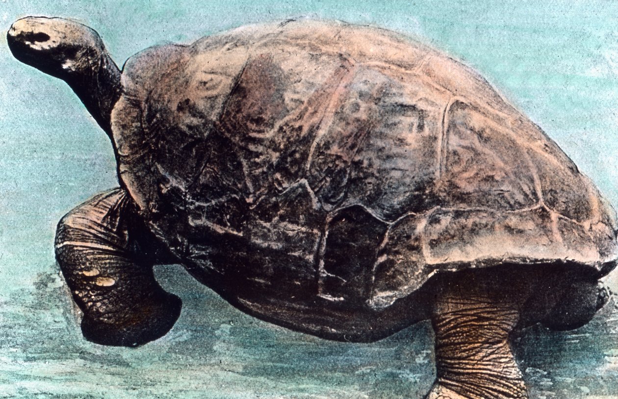Vivir en el mar de Unbekannter Künstler