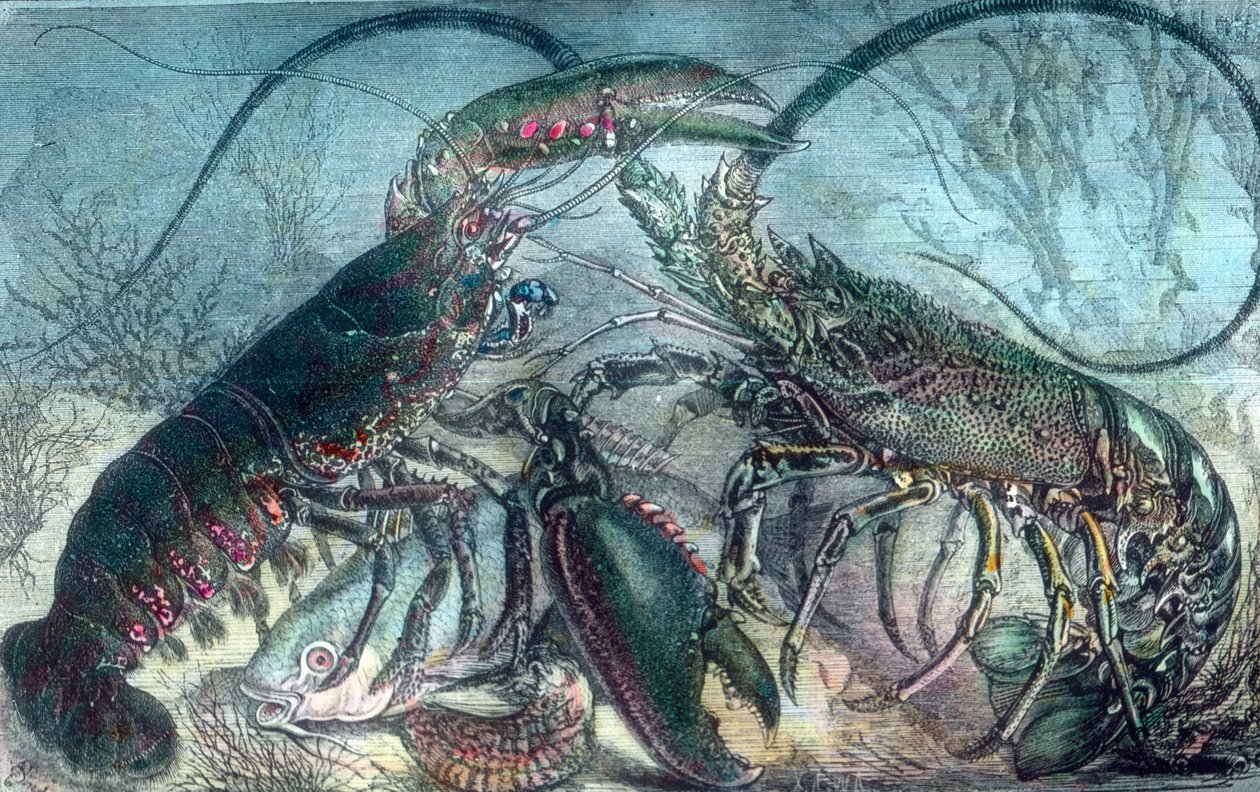 Langosta y cangrejos de río de Unbekannter Künstler