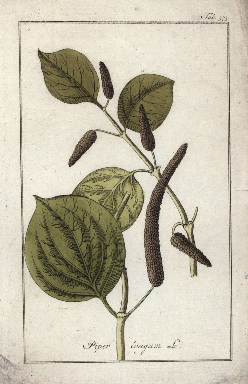 Plato de pimienta larga (Piper longum). Litografía de "Afbeelding der Artseny-Gewassen" de Johannes Zorn (1739-1799), Países Bajos. de Unbekannter Künstler