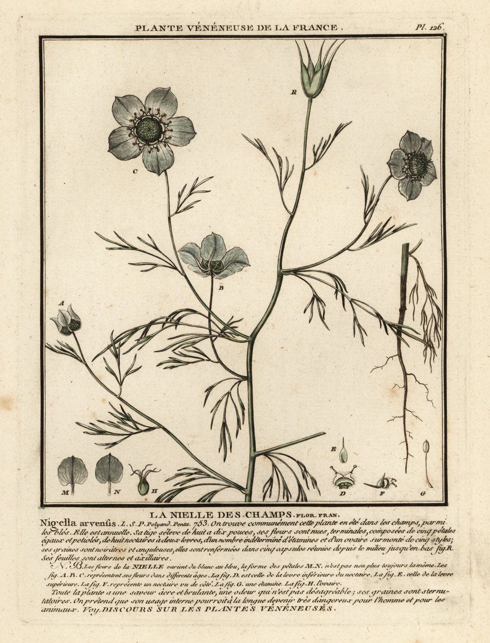 Amor-en-una-niebla. Nigella arvensis. de Unbekannter Künstler