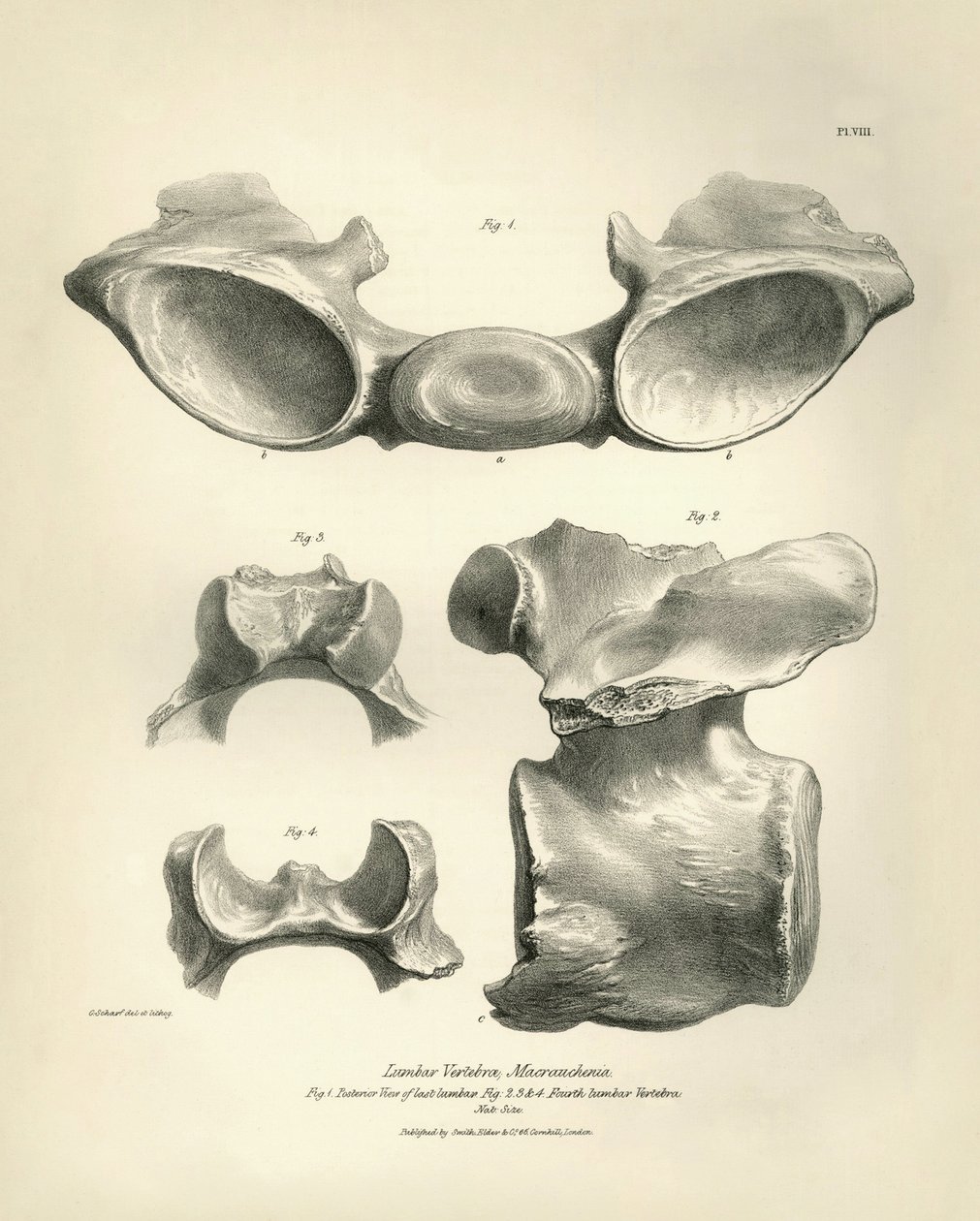Vértebra lumbar de Macrauchenia, un animal prehistórico, encontrada por Charles Darwin durante su viaje de exploración a bordo del Beagle. The Zoology of the voyage of H.M.S. Beagle under the command of Captain Fitzroy during the years 1832 to 1836 edited  de Unbekannter Künstler