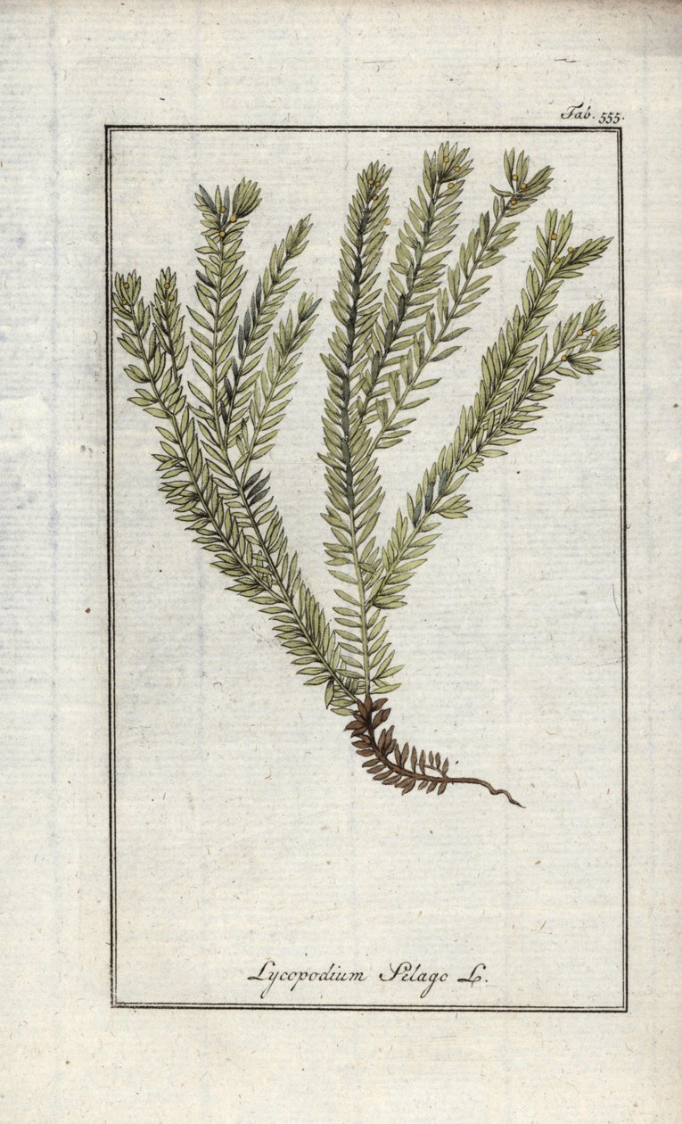 Licopodio en palos o licopodio oficinal (Lycopodium clavatum). Litografía de "Afbeelding der Artseny-Gewassen" de Johannes Zorn (1739-1799), Países Bajos. de Unbekannter Künstler