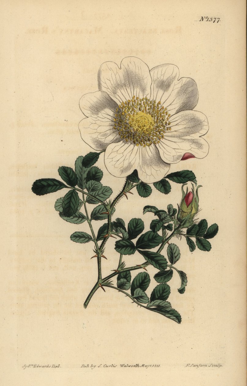 Rosa de Macartney, Rosa bracteata de Unbekannt