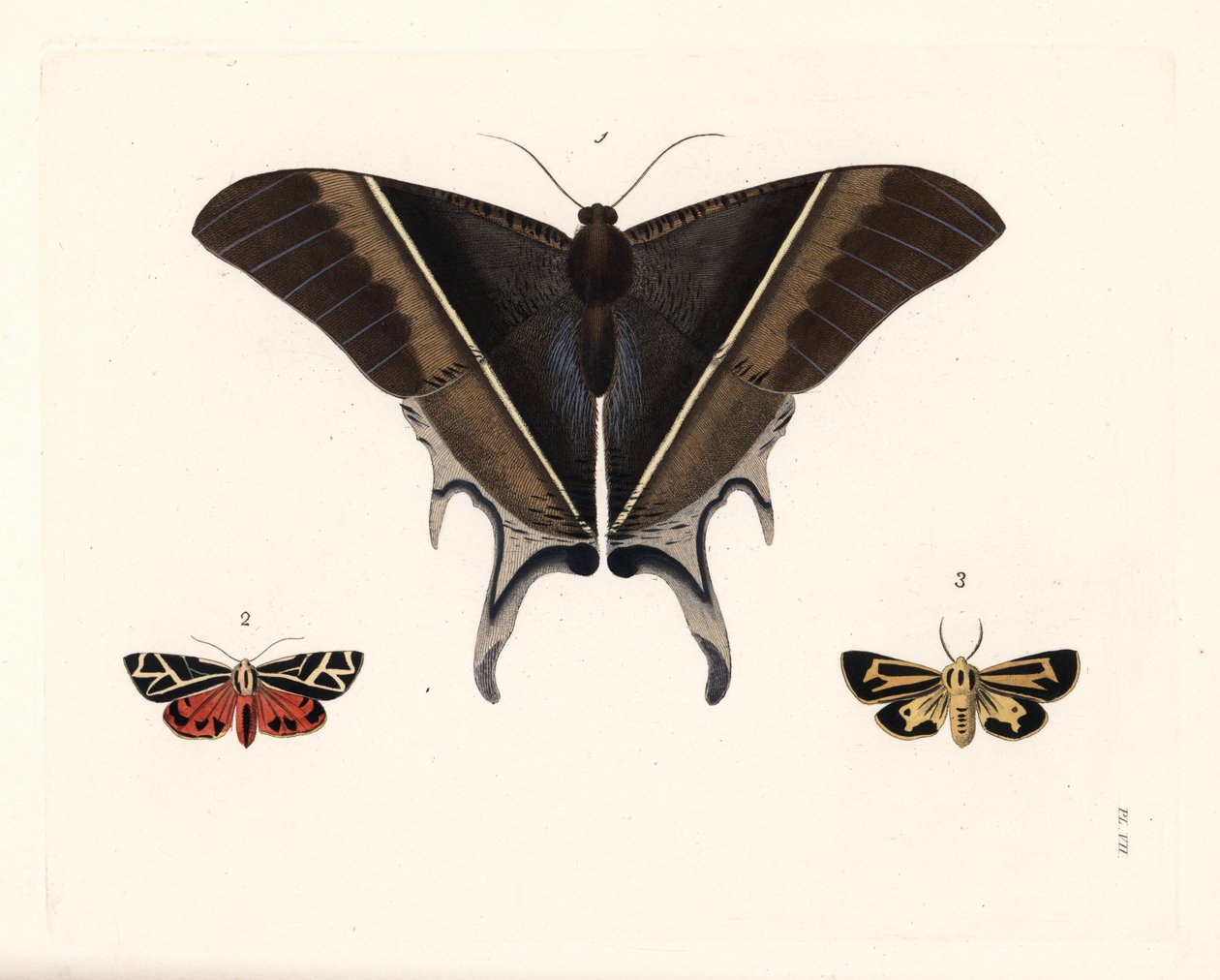Polilla cola de golondrina de Maclean, Lyssa macleayi 1, polilla del cinabrio, Callimorpha phyllira 2, y polilla tigre de Nais, Apantesis nais 3. Litografía coloreada a mano de la nueva edición de John O. Westwood de "Illustrations of Exotic Entomology" de de Unbekannter Künstler