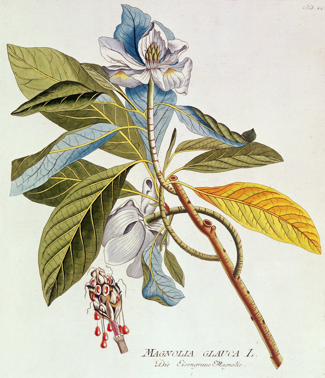 Magnolia Glauca, de `Icones Plantarium Medicinalium Secundem Sustema Lunnaei Digestarum", por Joseph Jakob Plenk, Viena, 1788-1812 de Unbekannt