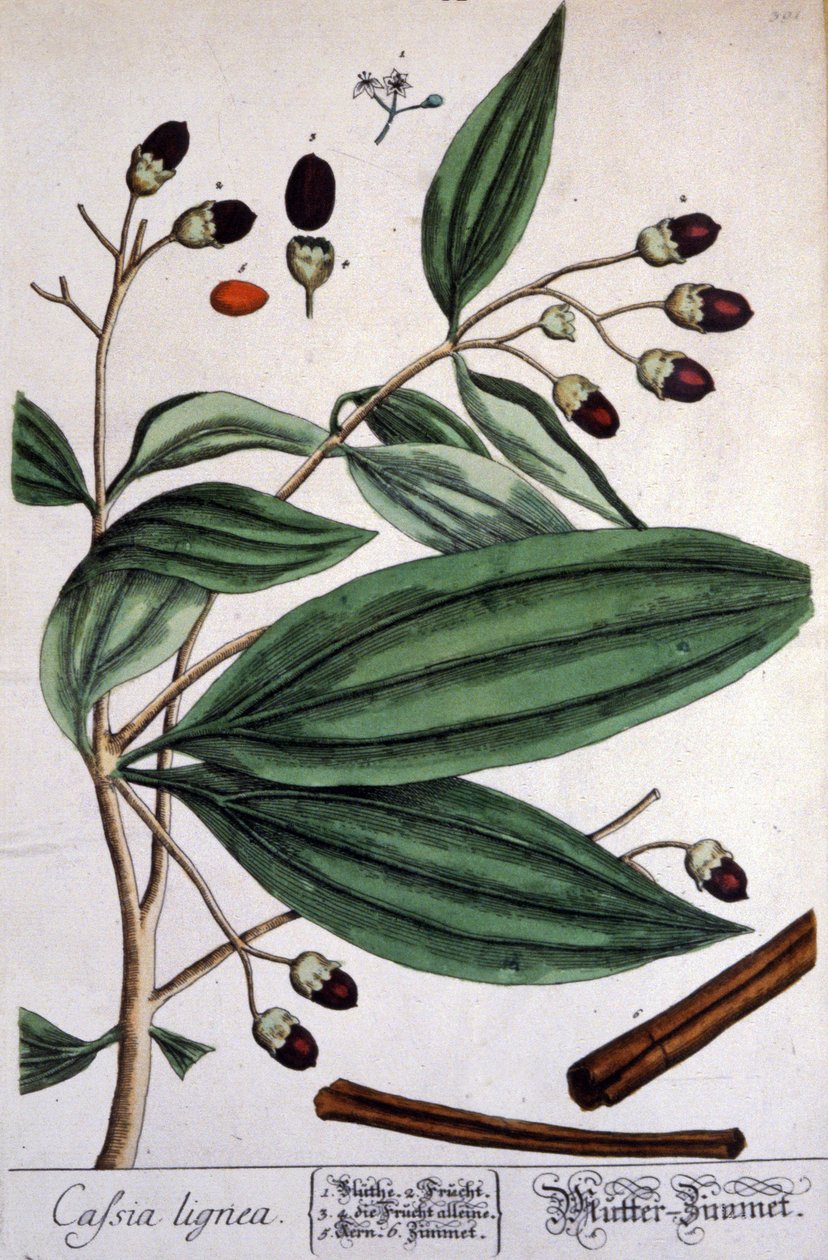 Malabar Cinnamon plant de Unbekannter Künstler