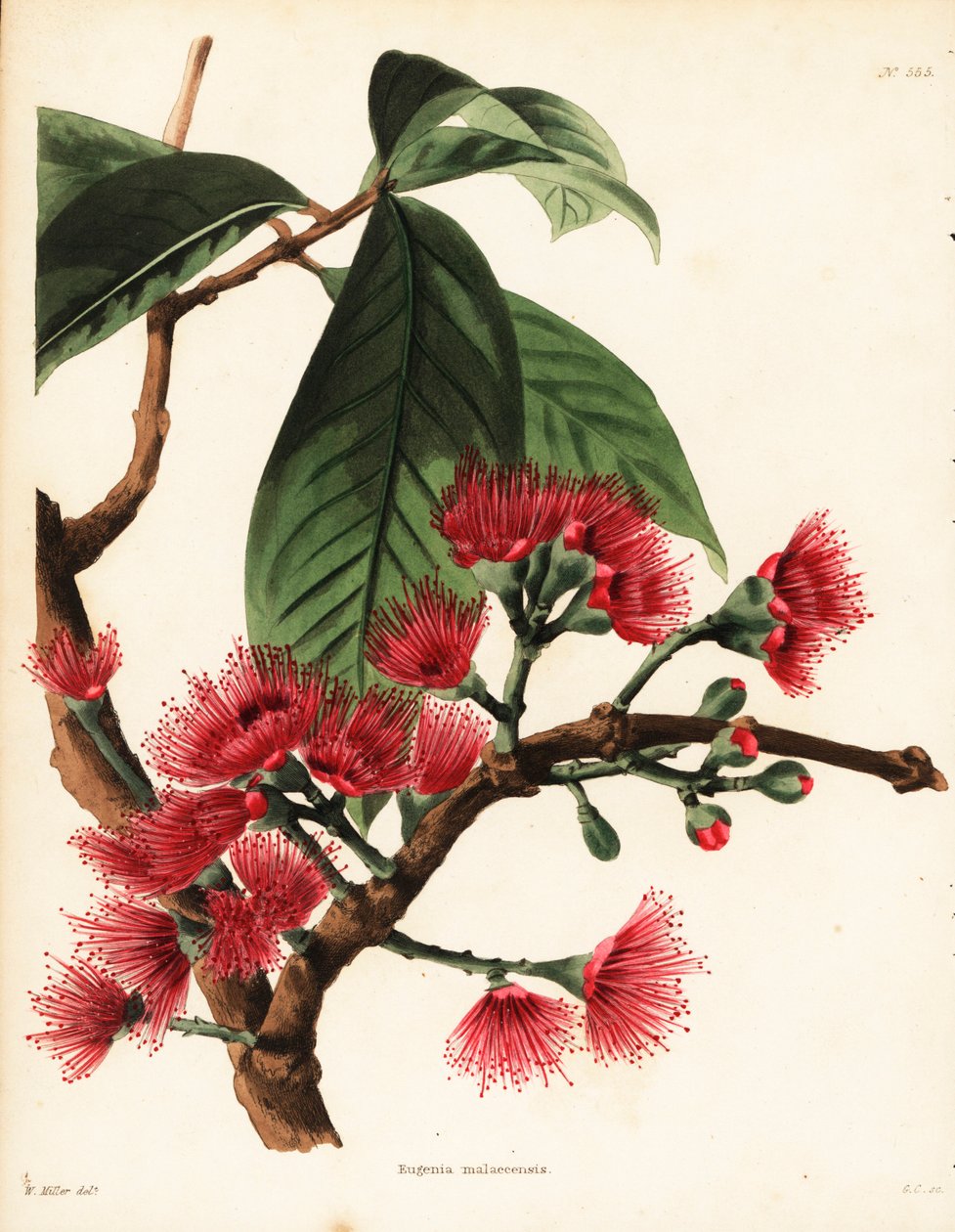 Rosal malayo, Syzygium malaccense (Eugenia malaccensis). Grabado en cobre coloreado a mano por George Cooke a partir de una ilustración de William Miller del Botanical Cabinet de Conrad Loddiges, Hackney, Londres. de Unbekannter Künstler