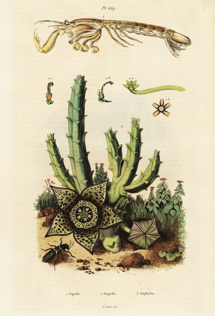 Camarón mantis, flor de estrella y escarabajo.,1834-1839 (grabado) de Unbekannter Künstler