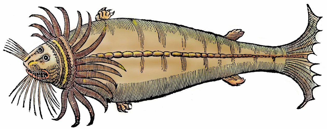 Criatura marina, xilografía extraída de "Paralipomena accuratissima historiae omnium animalium quae in voluminibus Aldrovandi desiderantur/Bartholomaeus Ambrosinus... summo labore collegit; Marcus Antonius Berna bibliopola bononiensis propriis sumptibus i de Unbekannter Künstler