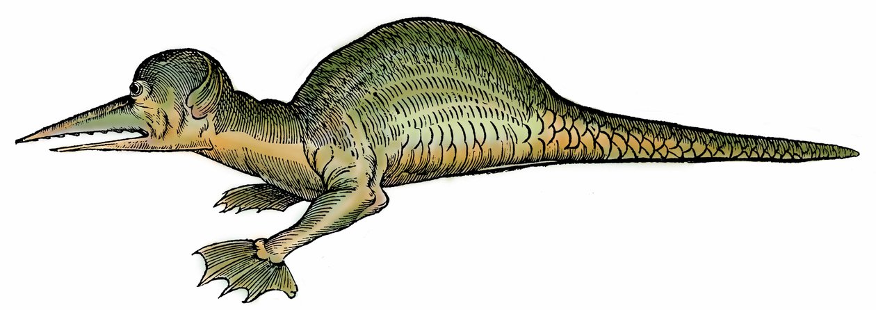 Dragón marino (Draco marinus), xilografía extraída de "Paralipomena accuratissima historiae omnium animalium quae in voluminibus Aldrovandi desiderantur/Bartholomaeus Ambrosinus... summo labore collegit; Marcus Antonius Berna bibliopola bononiensis propri de Unbekannter Künstler